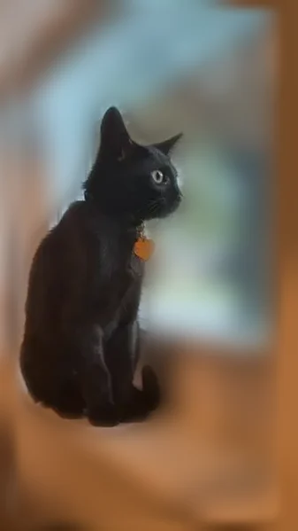 Lost cat, King Street, 48166, Killeen, San Antonio - female, gold heart collar - photo