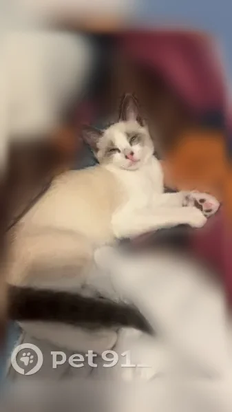Lost cat, Strickland Drive, 2420, Owensboro - female, blue eyes, white coat with gray/tan markings - photo