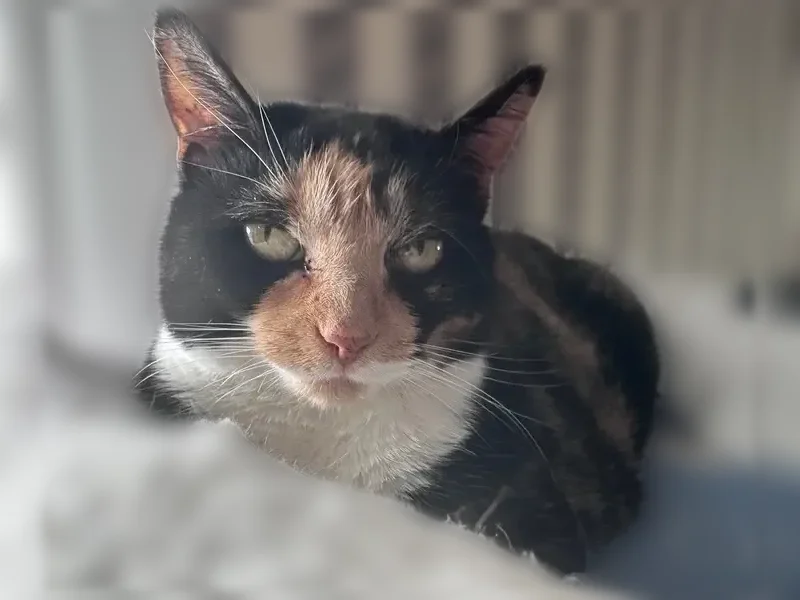 Lost cat, Elizabeth Street, Bethel, Danbury - shy and feisty - photo