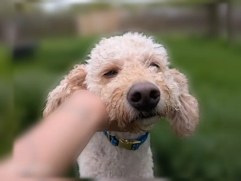 Lost dog, West 24th Avenue, 4409, Gary - medium-sized tan/white Labradoodle - photo