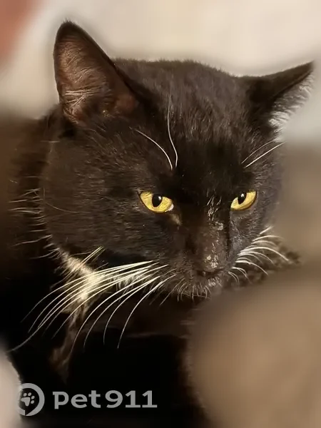 Lost cat, South Cicely Avenue, 3633, Tucson - male, black and white, microchipped - photo