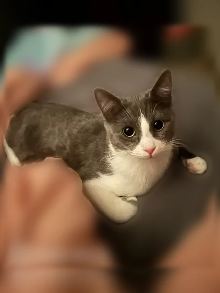 Lost cat, Ridge Road, 9, Fenton - female, grey and white coat - photo