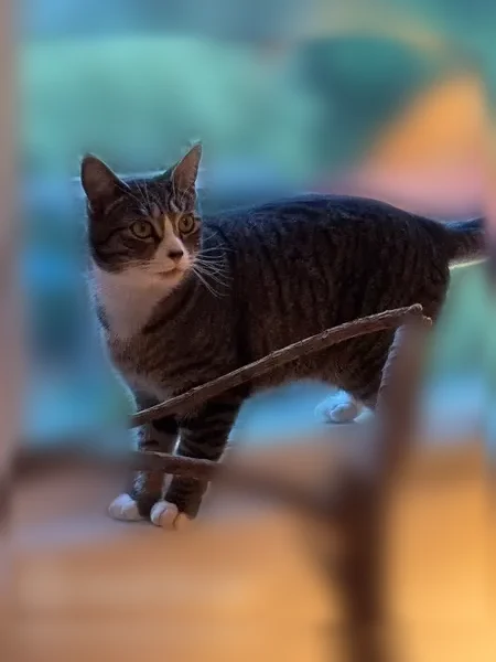 Lost cat, Seeley Street, 196, Yonkers - female, 1 year old, white and gray tabby - photo