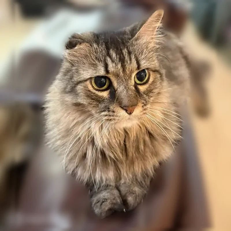Lost cat, Sabine Spring Lane, Arlington - male, crinkled ear - photo