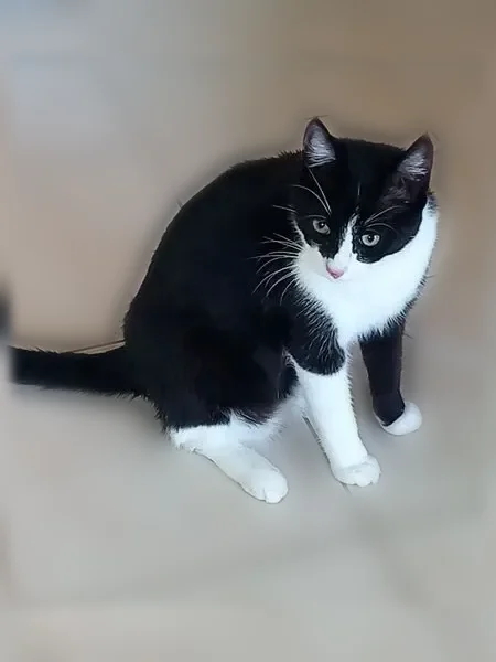 Chat perdu mâle, La Genétouze, Saint-Étienne-du-Bois - noir et blanc, pucé - photo