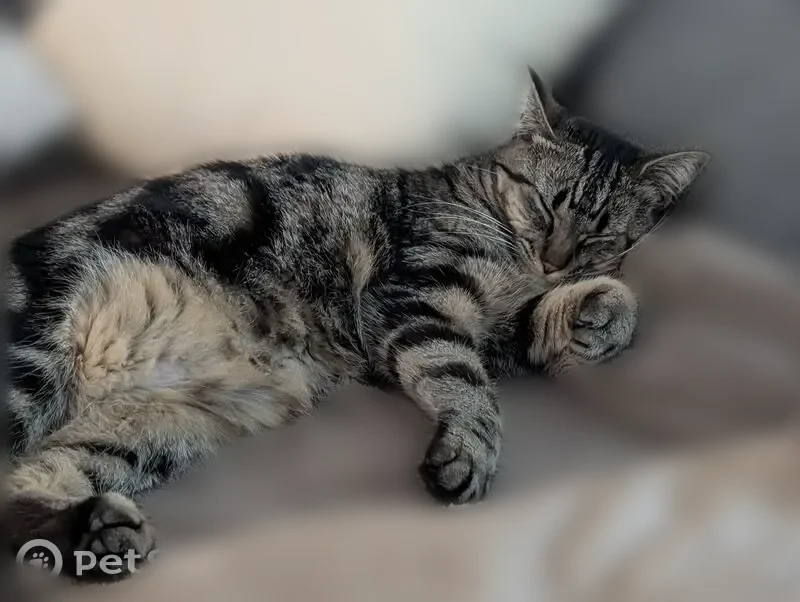 Chat perdu, Rue des Vignes, 87, Lardy, Albertville - femelle jeune tigrée pucée - photo