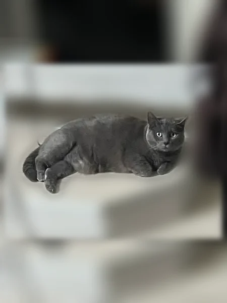 Perdu chat femelle, Rue Alfred Stanke, Saint-Doulchard - grise, très peureuse - photo