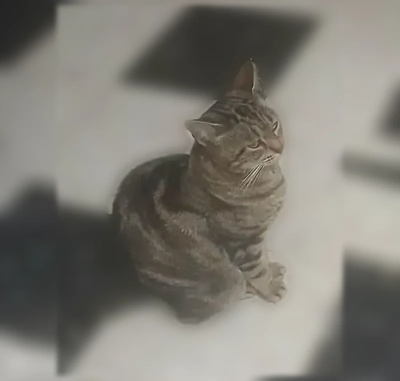 Perdu chat femelle, Angers - chatte gestante, tigrée - photo