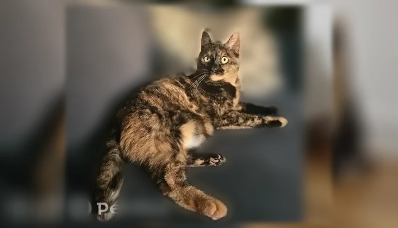 Chat perdu, Boulevard Renouvier, 26, Montpellier - femelle craintive - photo
