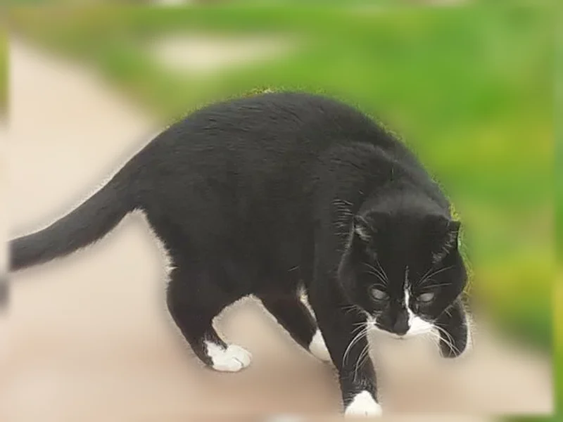 Perdu chat femelle, Rue de l'Obsidienne, 6, Migné-Auxances - chat noir et blanc, âgé et aveugle - photo