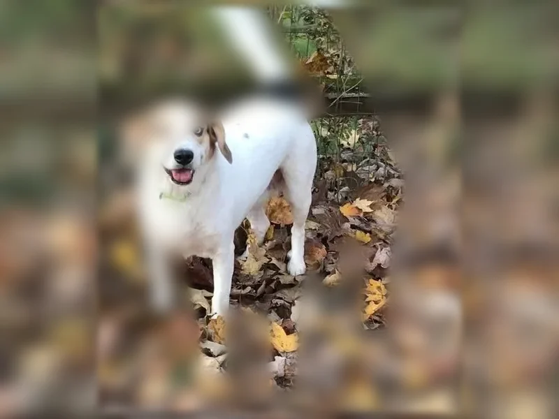 Lost dog, Stonemasters Drive, 9554, Loveland - female, blue eyes and brown ears - photo