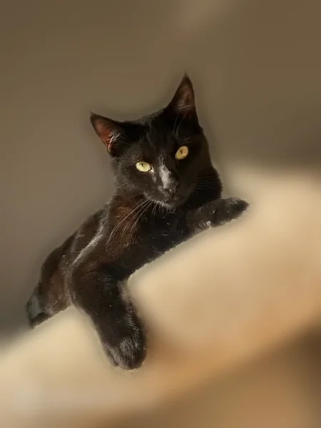 Chat perdu mâle, Allée des Capucines, 2, Douzy, Paris - petite tache blanche sous le ventre - photo