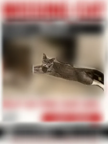 Lost cat, Cactus Avenue, 2688, Chico - female, very shy - photo