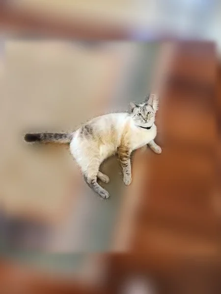 Lost cat, Spyglass Trail West, 2136, Oxnard — male Siamese, neutered, with tracker - photo