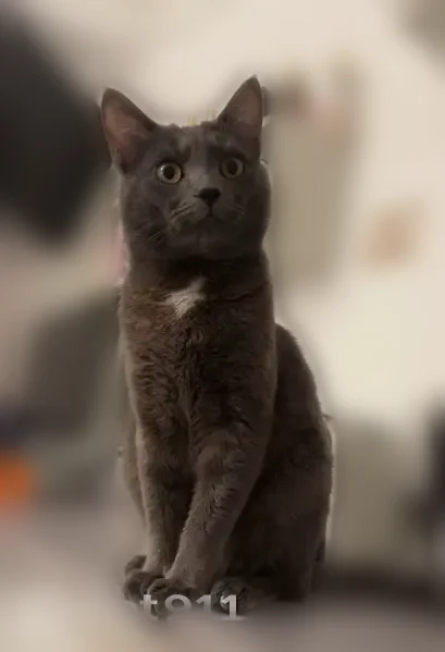 Chat perdu mâle, Rue François Fabié, 4, Toulon, Mantes-la-Jolie - gris foncé avec tache blanche sur le poitrail - photo