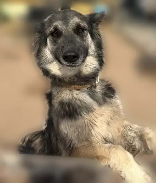 Lost dog, South 13th Avenue, 5226, Phoenix - female, medium-sized, long-haired, brown and black - photo