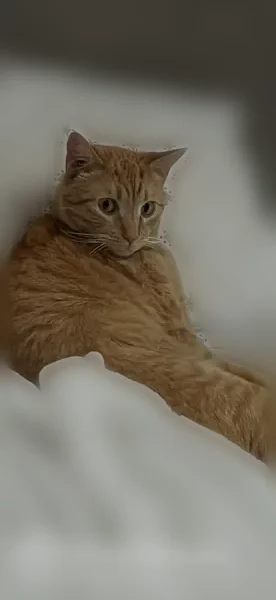 Lost cat, Pine Valley Avenue, 19643, Los Angeles - orange male with freckles on nose - photo