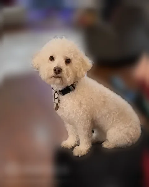 Lost dog, South East Avenue, 5271, Fresno, Pomona - female, white fluffy coat, wearing a collar and tag - photo