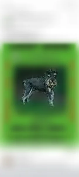 Lost dog, Richlandtown Pike, 1525, Quakertown - male mini schnauzer, about 8 lbs - photo