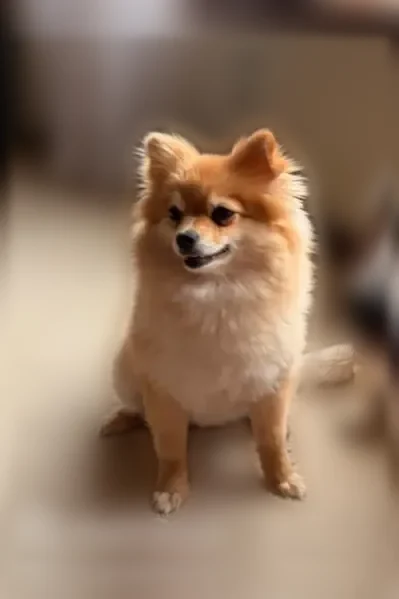 Lost dog, Edgehill Road, 7300, Greendale, Detroit - female, golden Pomeranian, skittish - photo