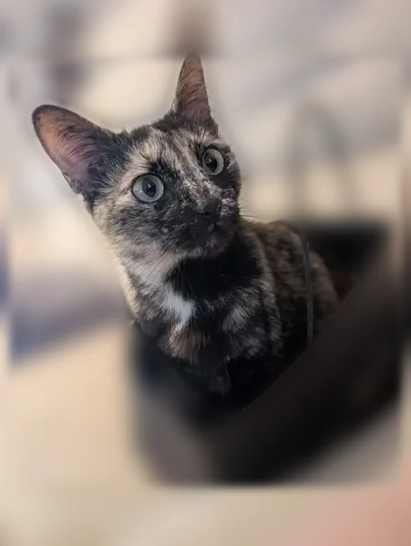 Lost cat, Songbird Drive, 20338, Athens, Madison - female, small adult with a white spot on her chest - photo