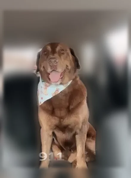 Lost dog, Crosswind Landing Lane, 8612, Knoxville - brown lab with lighter face, chest, and legs - photo
