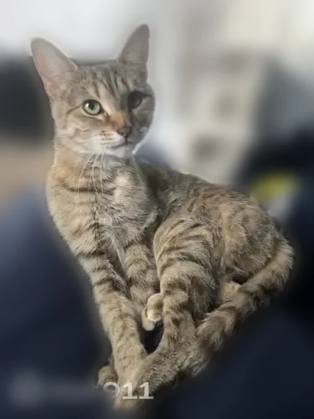 Lost cat, Barcroft Drive Southwest, 5689, Wyoming - female - photo