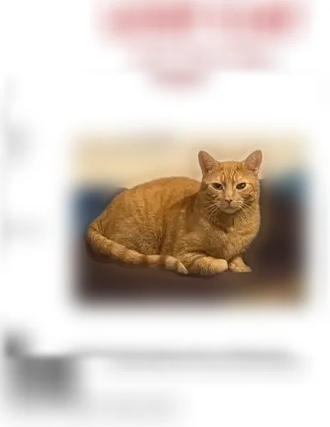 Lost cat, 191st Street, 35-09, New York - male, orange tabby, microchipped - photo