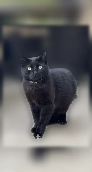 Lost cat, 37th Street, 23-60, New York, New York — black female, spayed, very skittish - photo