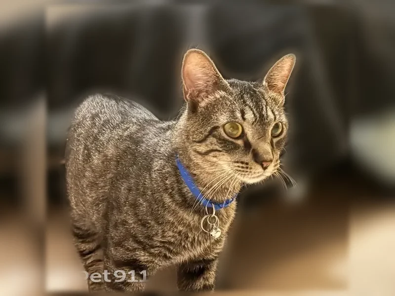 Lost cat, Ranger Circle, Lincoln - male, dark grey tabby with yellowish eyes - photo