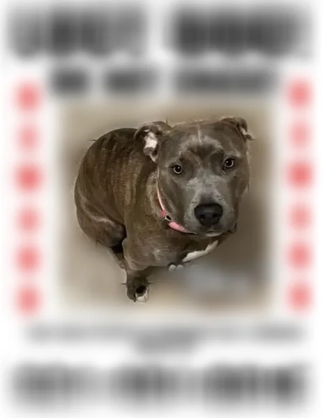 Lost dog, Hampton Avenue, 193, Mastic - female, microchipped brindle Pitbull - photo