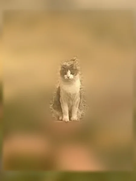 Lost cat, Valle Vista Drive, Farmington - male, grey and white medium-length fur, green eyes - photo