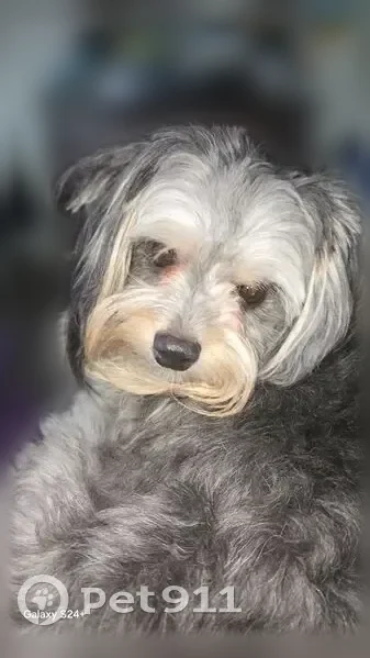 Lost dog, male, Arkansas Lane, Grand Prairie, Grand Prairie - tan, black and grey - photo