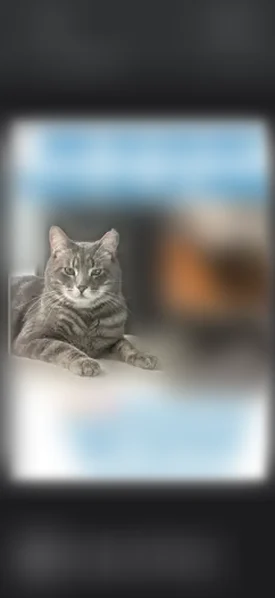 Lost cat, Shady Creek Place, 749, Millcreek - male, silver gray tabby - photo