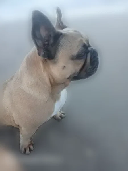 Lost dog, North G Street, 730, Lake Worth Beach, Lake Clarke Shores - female French bulldog, 28 lbs - photo