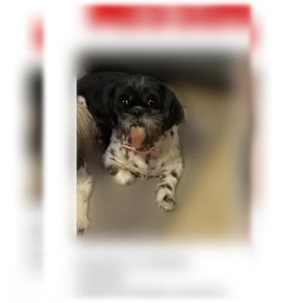 Lost dog, Paredes Line Road, Brownsville - female Shih Tzu, very friendly - photo