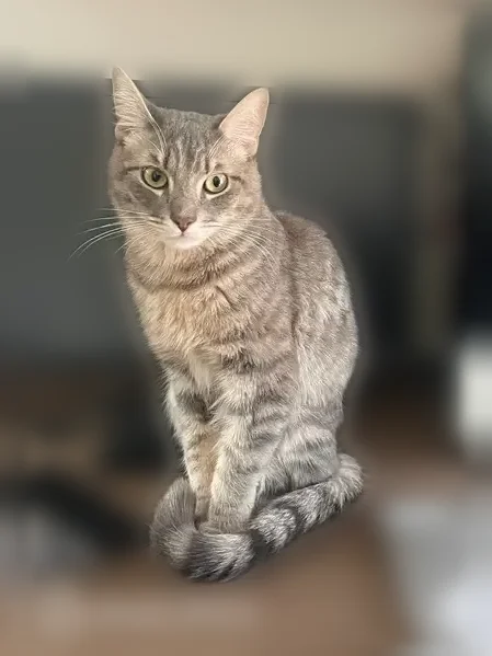 Lost cat, Bellevue Avenue, 915, City of Syracuse, Syracuse - male, bushy tail, timid - photo