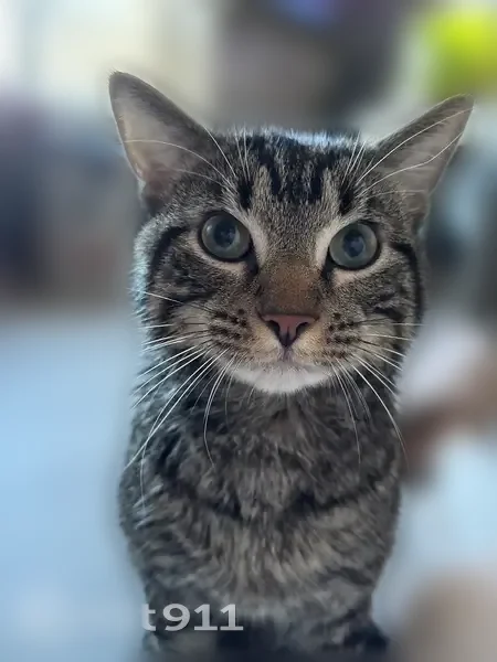 Lost cat, Ingram Road, 2207, Duluth - male - photo