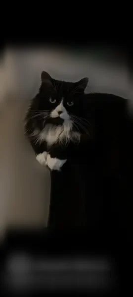 Lost cat, South Highland Drive, 4119, Salt Lake City - female, long hair, tuxedo - photo