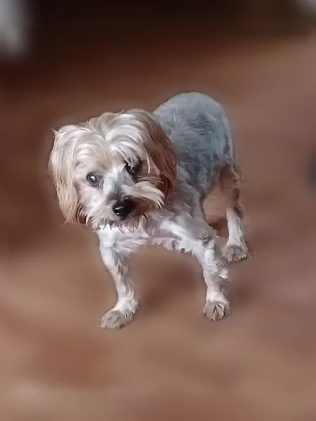 Lost dog, male, Damascus, Virginia - blind, short groomed coat - photo