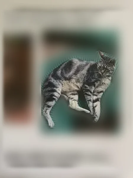 Lost cat, Kila Way, Waialua, Mililani Town - male, blue breakaway collar - photo