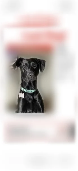 Lost dog, Wilcox Drive, 2435, Norman - female - photo