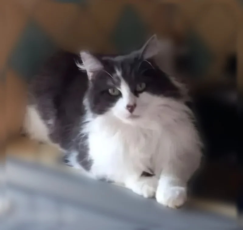 Chat perdu mâle, Les Andelys, Normandie, Paris - mâle castré, non pucé - photo