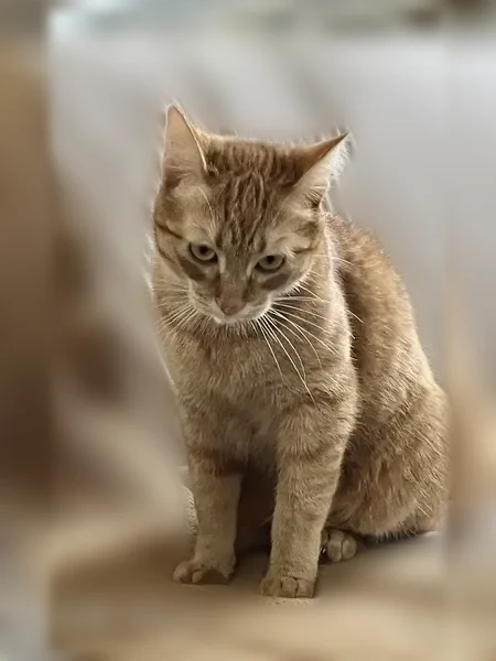 Chat perdu, Rue Haxo, 15 Ter, La Roche-sur-Yon, Challans - mâle européen roux - photo