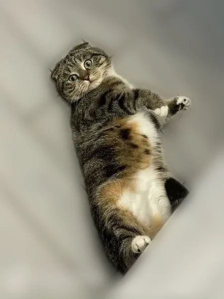Perdu chat femelle, Rue Moslard, Colombes, Paris - photo