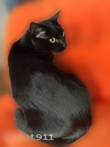 Chat perdu mâle, Rue Robert Dupont, Île-de-France, Brive-la-Gaillarde - tout noir - photo