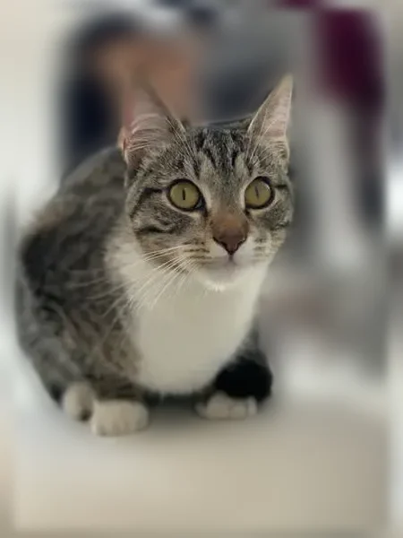 Chat perdu, Rue Joseph Rigal, 100, Gaillac - femelle - photo