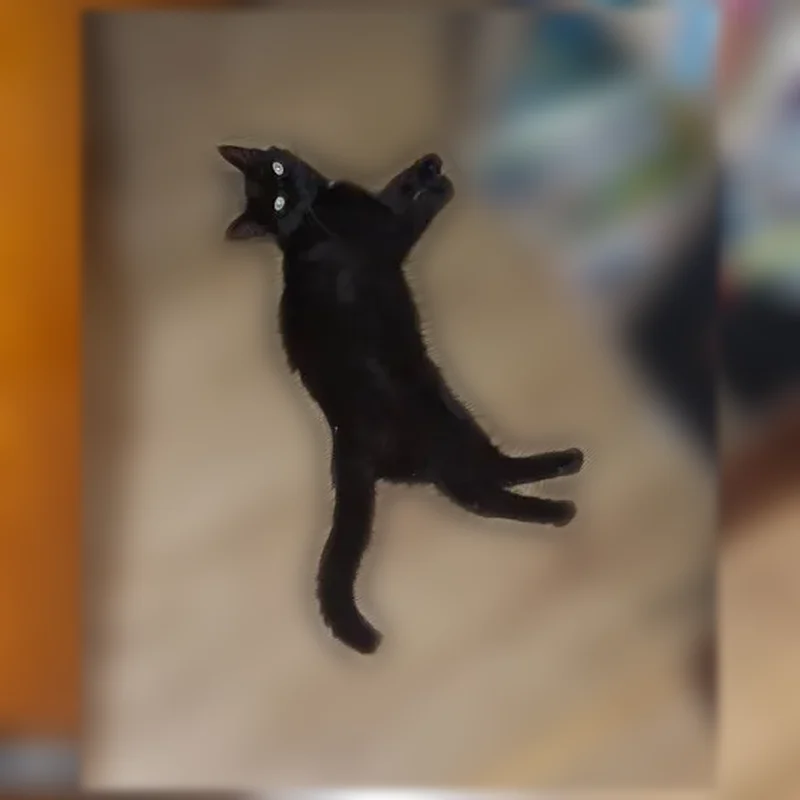 Chat perdu, femelle, Allée des Pinsons, Pontcharra - petite chatte noire tachetée de blanc - photo