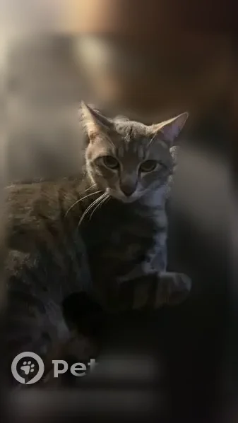 Chat perdu mâle, Place du 11 Novembre, Saintes, Paris - tigré gris, yeux verts - photo