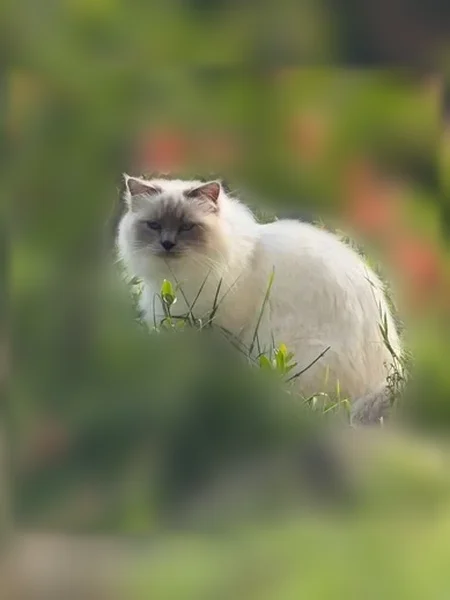 Chat perdu, Bourg-en-Bresse - mâle Sacré de Birmanie - photo